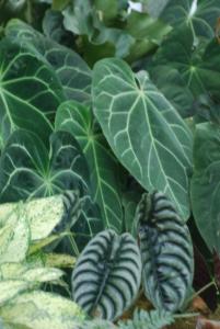 Plant show 2012 (65).JPG